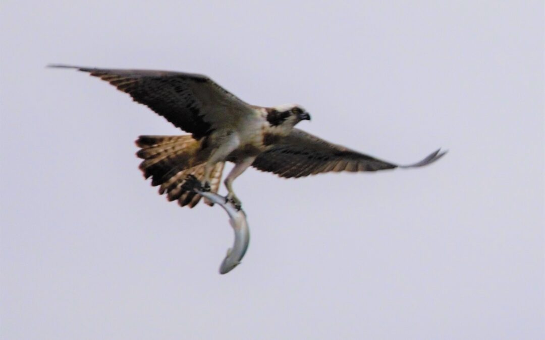 Anglers and Ospreys catching rainbows for dinner